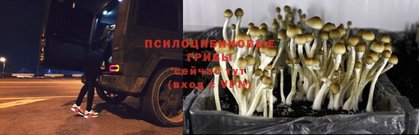 индика Алексеевка